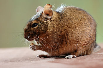 English: A single degu ( Octodon degus ) eatin...