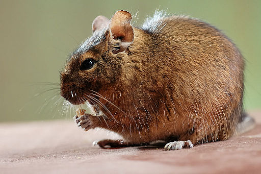 Degu eating a piece of dried banana