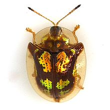 Deloyala guttata - Mottled Tortoise Beetle.jpg