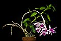 Dendrobium anosmum