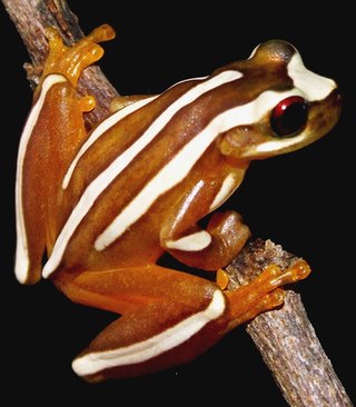 <i>Dendropsophus nekronastes</i> Species of frog