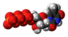 Deoxythymidine triphosphate anion 3D spacefill.png