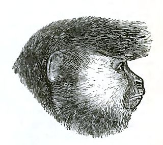 <span class="mw-page-title-main">Ursine colobus</span> Species of Old World monkey