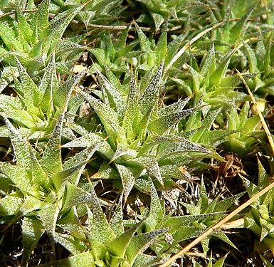 Deuterocohnia brevifolia 2.jpg