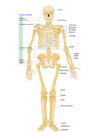 Esqueleto Humano: Divisões, Tipos de ossos do corpo humano, Desenvolvimento do esqueleto humano