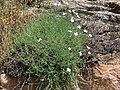 Dianthus furcatus subsp. gyspergerae