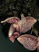 Stanhopea guttulata