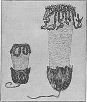 A sketch of "Dictybole texensis", a deteriorated specimen of L. periphragmoides thought by Atkinson to be a new species. Dictybole-texensis.jpg