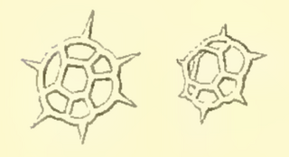 <i>Octactis</i> Genus of unicellular protists