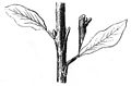 Die Gartenlaube (1858) b 248 5.jpg e. das Einspitzen