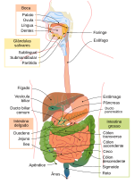 Miniatura para Aparelho digestivo