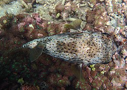 Un poisson porc-épic ballon (Diodon holocanthus) de nuit