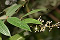 திசெட்டா பிலிகுலாட்டா தாவரம் (Dissochaeta biligulata)