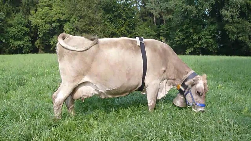 Why Swiss cows wear bells - HubPages