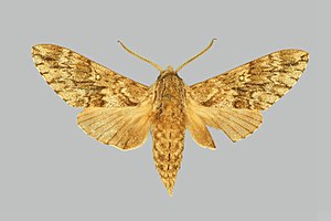 Dolbina grisea, male