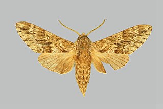 <i>Dolbina grisea</i> Species of moth