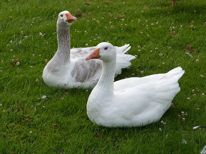 File:Domesticgeese.jpg