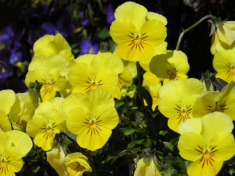 File:Dospaz - Flowers in the sun (by).jpg