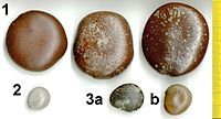 Drift seeds of three legume species found on the southern Mozambique coast:
1. Snuff box sea bean (Entada rheedii)
2. Grey nickernut (Guilandina bonduc)
3. a,b Varying colour forms of Mucuna gigantea Drift seeds, Mozambique.jpg