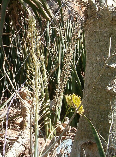 File:Drimia altissima KirstenboschBotGard09292010BB.jpg