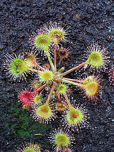 Drosera rotundifolia Habitus