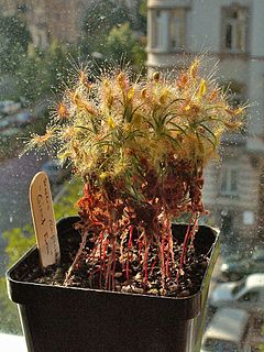 <i>Drosera scorpioides</i> Species of carnivorous plant