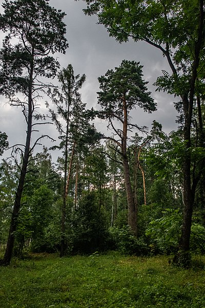 File:Dubrava Ščomyslickaja natural monument (Belarus) p25.jpg