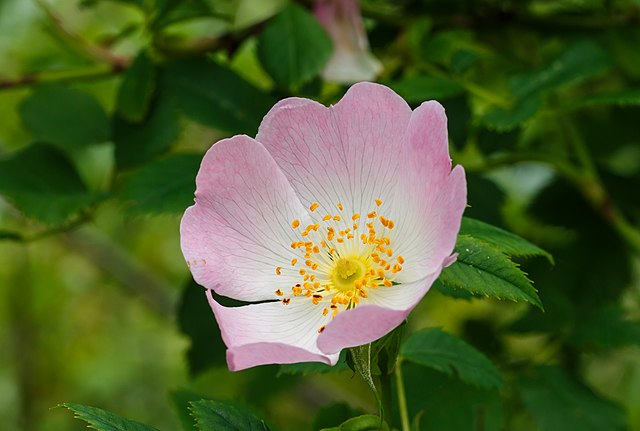 une rose simple à cinq pétales de couleur rose clair