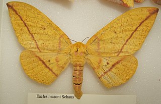 <i>Eacles masoni</i> species of insect