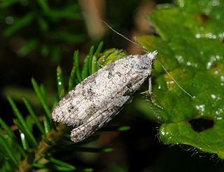 <i>Eana penziana</i> species of insect