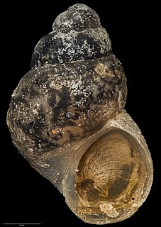 <i>Eatoniella atervisceralis</i> Species of gastropod