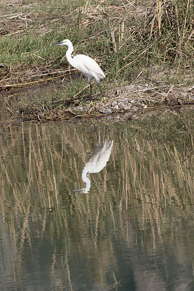 File:Egretta garzetta - Little Egret 02.jpg