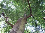 Turkey oak (Quercus cerris)