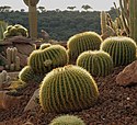 Ejemplares de Echinocactus grusonii en Desert City.jpg