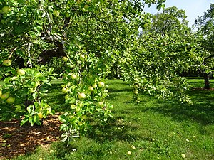 Ekebyhovs äppelträd, augusti 2018a.jpg
