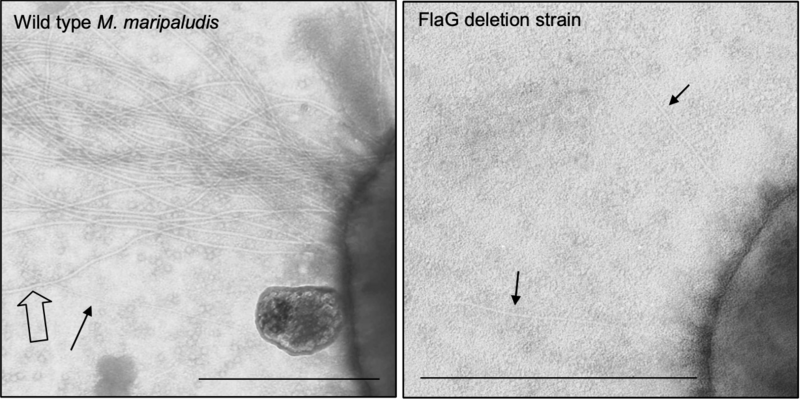 File:Electron micrographs depicting both flagellated and non-flagellated Methanococcus maripaludis cells.png