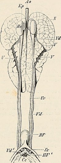 Elements of the comparative anatomy of vertebrates (1886) (20624070173)