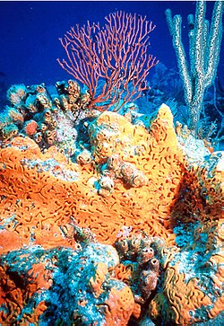 Narandžasta spužva „slonovsko uho“ (Agelas clathrodes), u prvom planu; u pozadini - dva korala: Iciligorgia schrammi i Plexaurella nutans