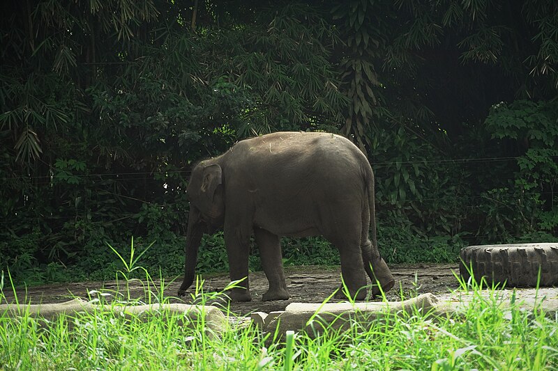 File:Elephant in The Zoo.jpg