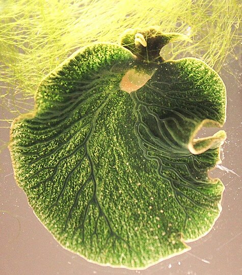 Elysia chlorotica