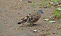 Emerald-spotted Wood-Dove (Turtur chalcospilos) (6012372772).jpg