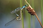 16 - Enallagma cyathigerum (Common Blue Damselfly) mating created, uploaded and nominated by Loz