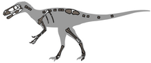 Known skeletal elements of Eotyrannus lengi. Eotyrannus remains 01.png