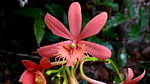 Epidendrum cinnabarinum - Flickr. 
 004. jpg