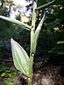 Epipactis purpurata