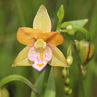 Epipactis thunbergii flower s1.JPG