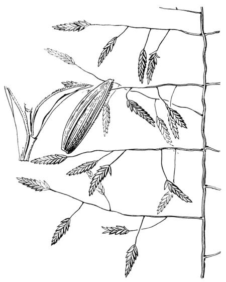 Tập_tin:Eragrostis_pectinacea_var_miserrima_(as_E._arida)_HC-1950.png