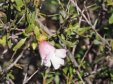 Eremophila spinescens (barglar va gullar) .jpg