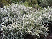 Erica formosa