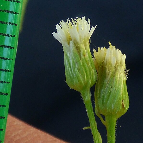 File:Erigeron canadensis from Antalya by D Merrick 05.jpg